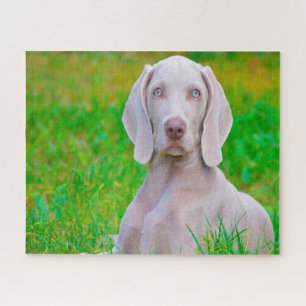 Weimaraner Hund Puzzles. Puzzle
