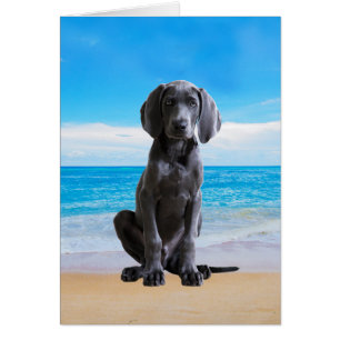 Weimaraner Hund sitzt am Strand