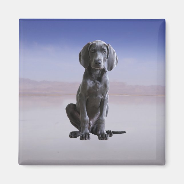 Weimaraner Hund sitzt am Strand Magnet (Vorne)