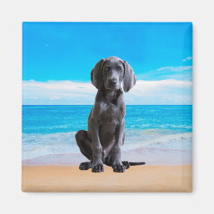 Weimaraner Hund sitzt am Strand Magnet