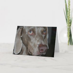 Weimaraner-Hunde-Grußkarte Karte