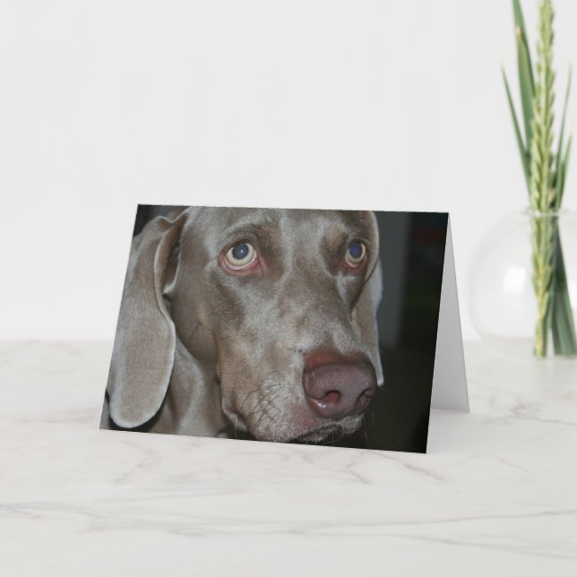 Weimaraner-Hunde-Grußkarte Karte (Vorderseite)