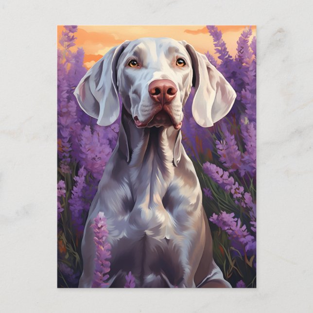 Weimaraner im Lavenderfeld Postkarte (Vorderseite)