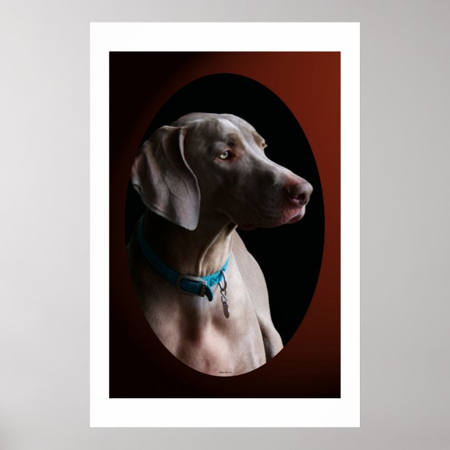 Weimaraner im Morgenlicht Poster (Vorne)