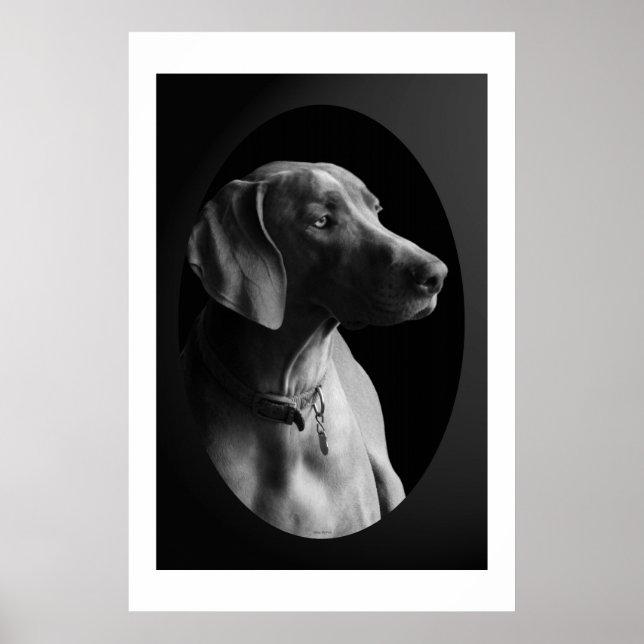 Weimaraner im Morgenlicht (schwarz & weiß) Poster (Vorne)