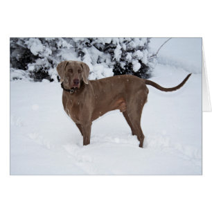 Weimaraner im Winter