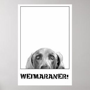 Weimaraner in einem Kistenposter Poster
