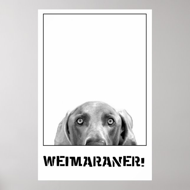 Weimaraner in einem Kistenposter Poster (Vorne)