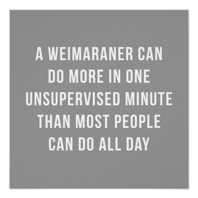 Weimaraner in einem Minute perfekten Poster (Vorderseite)