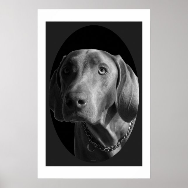 Weimaraner - intensiv (schwarz und weiß) poster (Vorne)