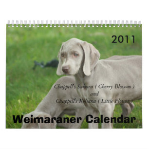 Weimaraner Kalender