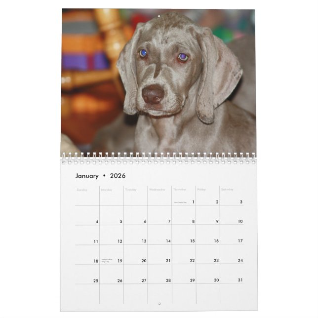 Weimaraner Kalender (Jan 2026)