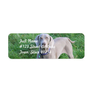 Weimaraner liebt Mailing Labels