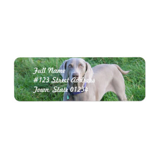 Weimaraner liebt Mailing Labels