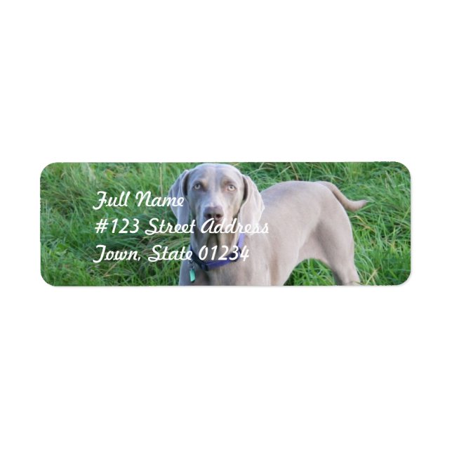 Weimaraner liebt Mailing Labels (Vorne)