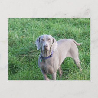 Weimaraner liebt Postkarte