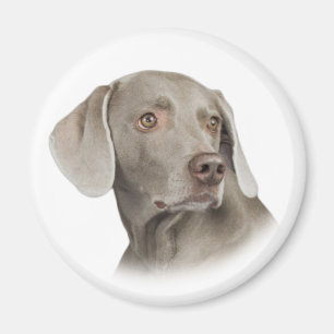 Weimaraner Magnet