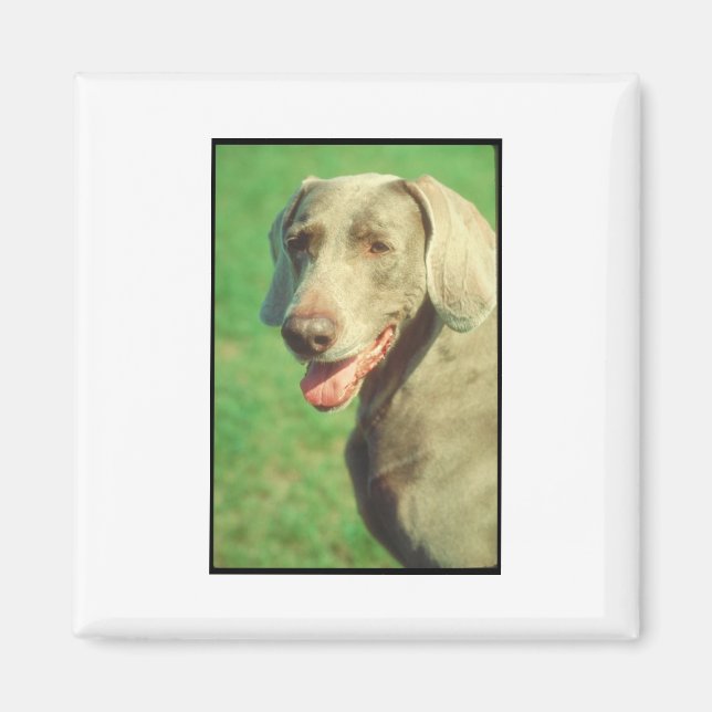 Weimaraner Magnet (Vorne)