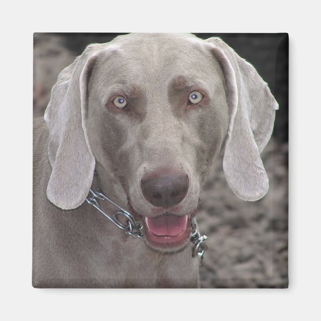 Weimaraner Magnet (Vorne)