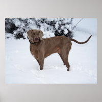 Weimaraner Männchen Hund im Winter