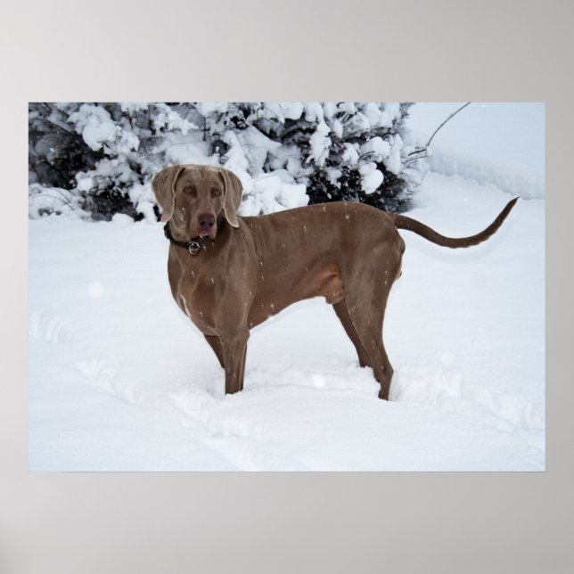 Weimaraner Männchen Hund im Winter Poster (Vorne)