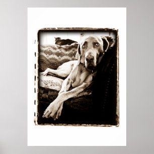 Weimaraner Nation: "Ballous Stuhl " Poster