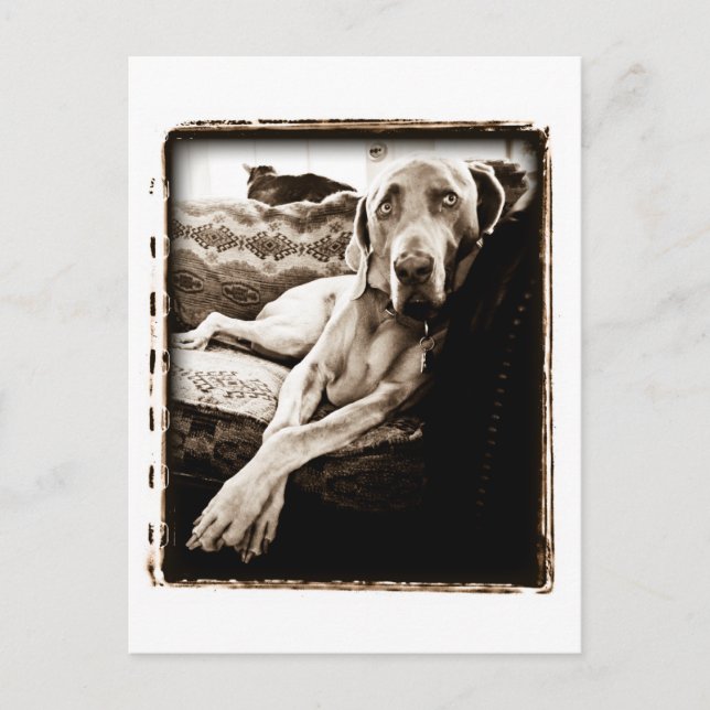 Weimaraner Nation : "Ballous-Vorsitz" Postkarte (Vorderseite)