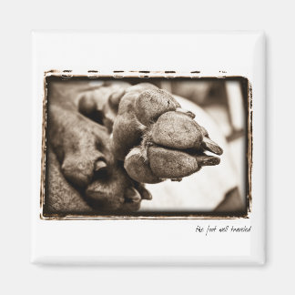 Weimaraner Nation : "Der Fuß gut gereist" Magnet