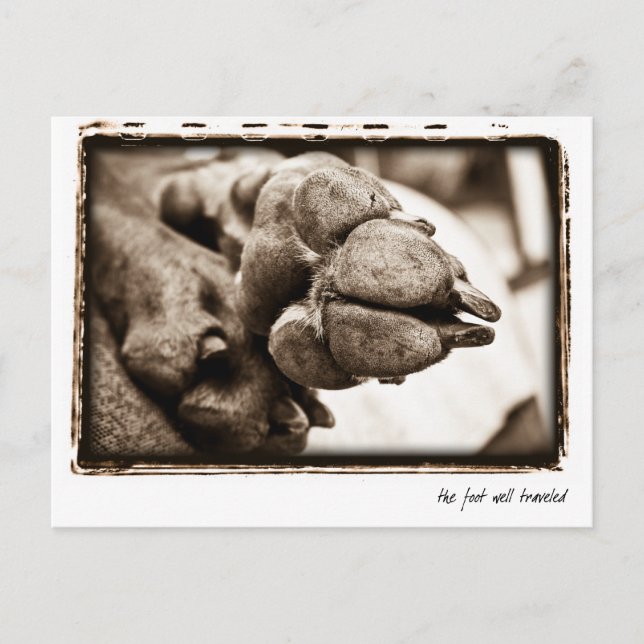 Weimaraner Nation : "Der Fuß gut gereist" Postkarte (Vorderseite)