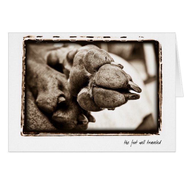 Weimaraner Nation: "Der Fuß reiste gut " (Vorderseite (Horizontal))