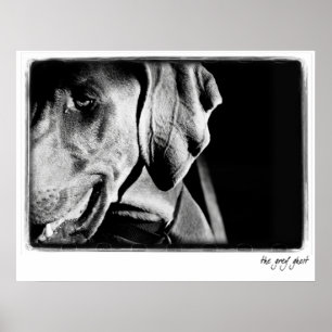Weimaraner Nation: "Der graue Geist-" Druck Poster