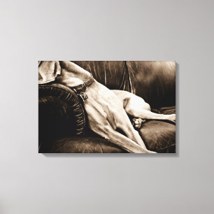 Weimaraner Nation: "Die Couch übernehmend " Leinwanddruck