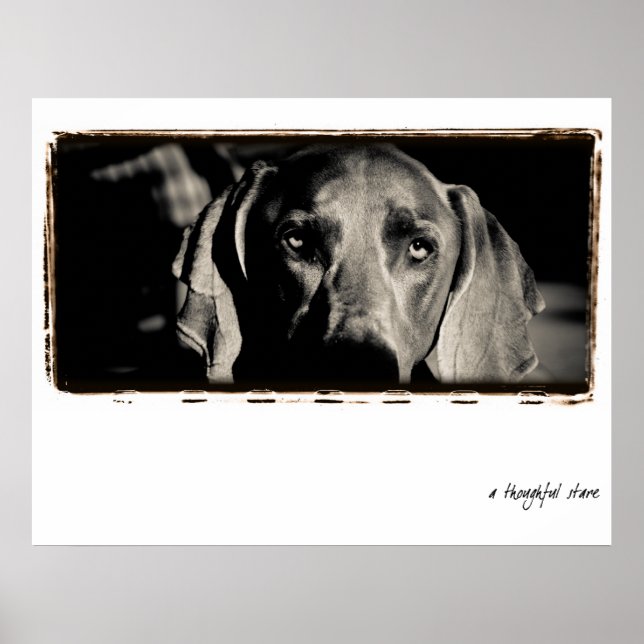 Weimaraner Nation : "Ein nachdenklicher Stare" Poster (Vorne)
