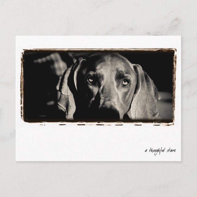 Weimaraner Nation : "Ein nachdenklicher Stare" Postkarte (Vorderseite)
