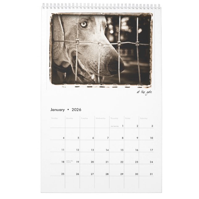 Weimaraner Nation: Eine Studie von Weimaraners Kalender (Jan 2026)