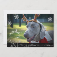 Weimaraner Nation :"Keine Kreatur rührt...