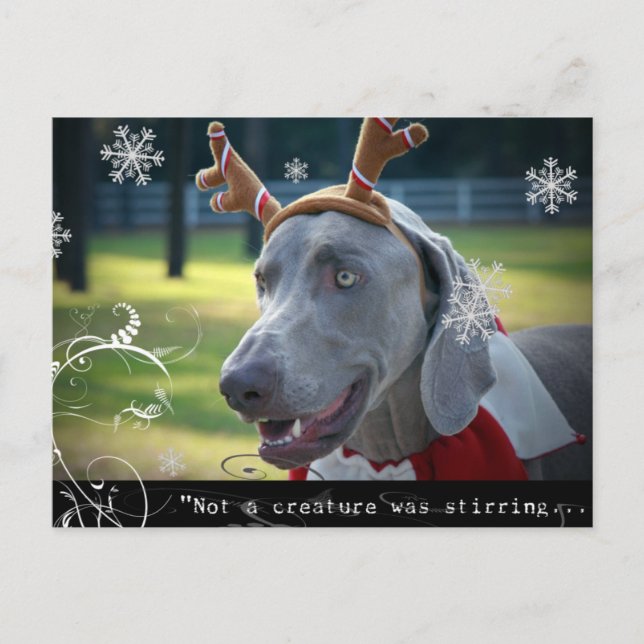 Weimaraner Nation :"Keine Kreatur rührt... Postkarte (Vorderseite)