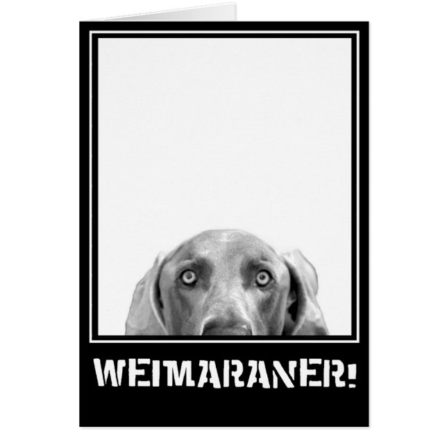 Weimaraner Nation: Weimaraner in einem Kasten! (Vorne)