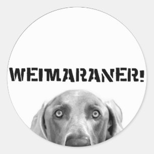 Weimaraner Nation: Weimaraner in einem Kasten Runder Aufkleber