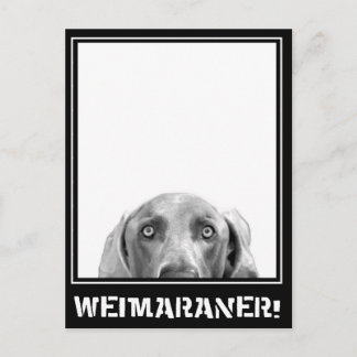 Weimaraner Nation: Weimaraner in einer Kiste! Postkarte