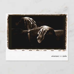Weimaraner Nation : "Weimaraner in Schatten" Postkarte