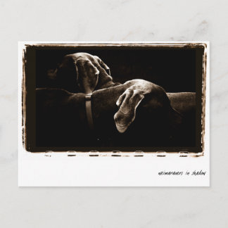 Weimaraner Nation : "Weimaraner in Schatten" Postkarte