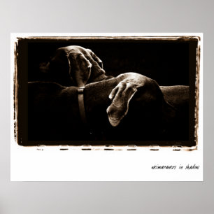 Weimaraner Nation: Weimaraners im Schatten Poster