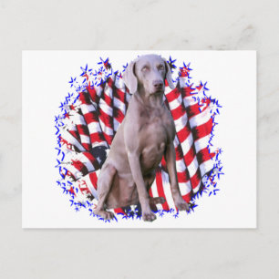 Weimaraner Patriot Postkarte