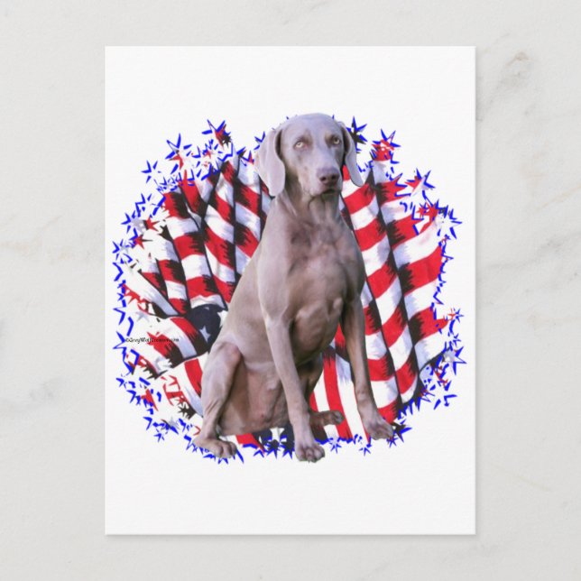 Weimaraner Patriot Postkarte (Vorderseite)