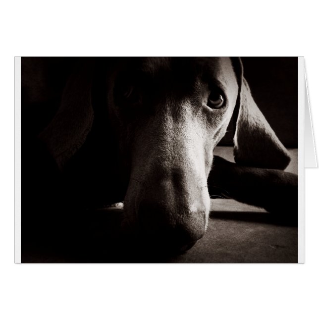 Weimaraner Portrait (Vorderseite (Horizontal))