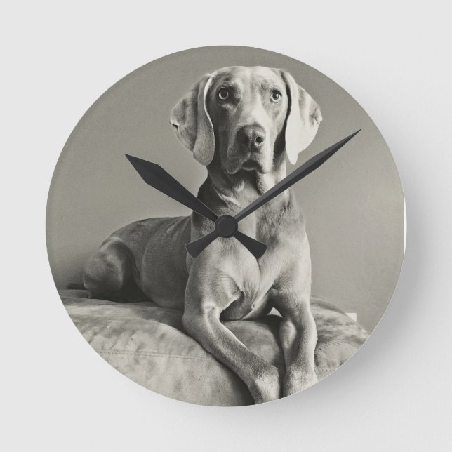 Weimaraner Portrait Runde Wanduhr (Vorderseite)
