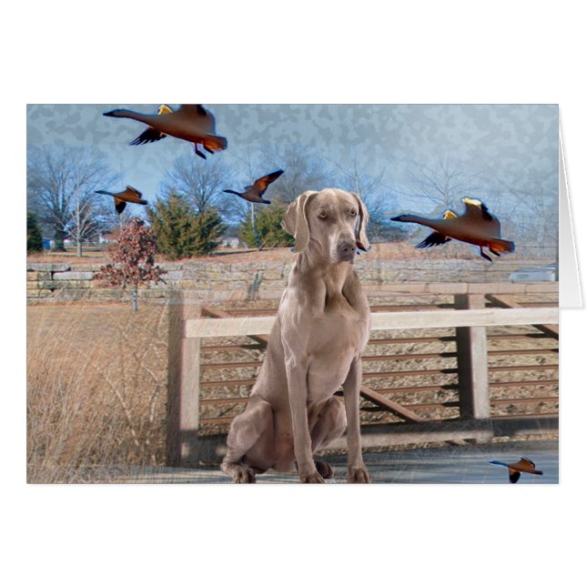 Weimaraner Porträt im Freien (Vorderseite (Horizontal))
