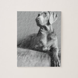 Weimaraner Porträt Puzzle