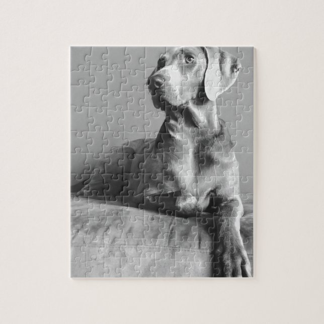 Weimaraner Porträt Puzzle (Vertikal)